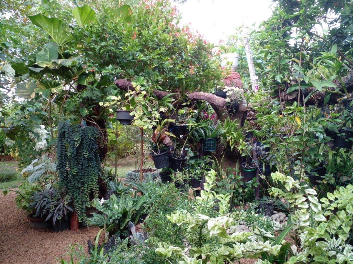 德国住宿加早餐旅馆 本托塔 外观 照片